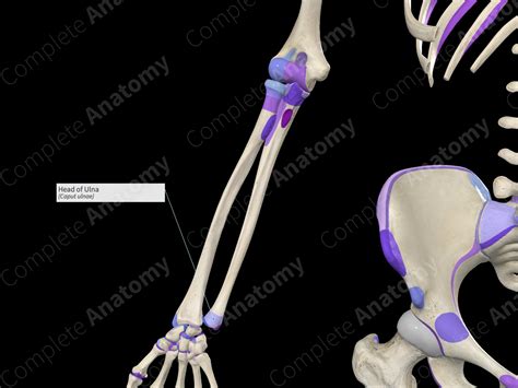 Head of Ulna | Complete Anatomy