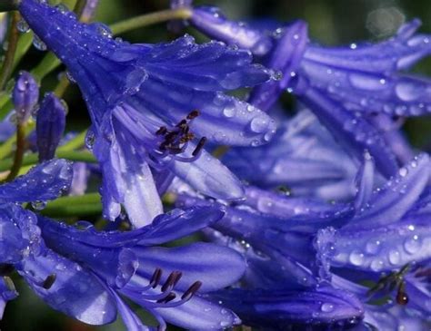 Imagem Gratuita Chuva Orvalho Gota Folha Molhado Umidade Flora