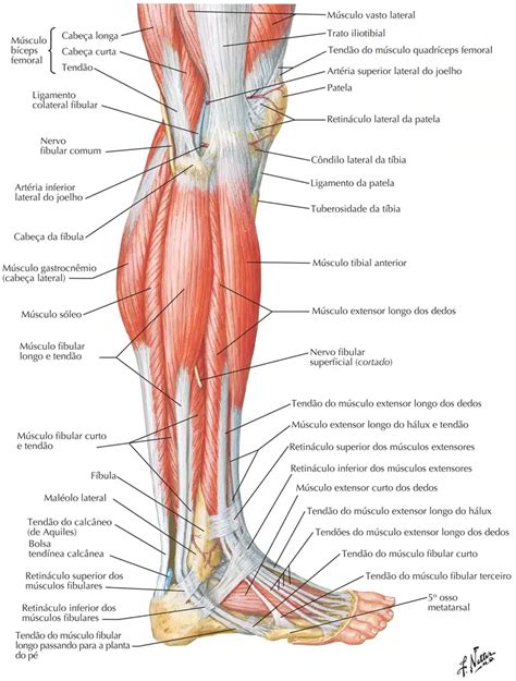 Músculos Da Perna Anatomia Papel E Caneta