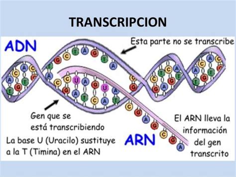 Síntesis de Proteínas Mind Map