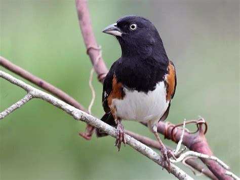 NestWatch | Eastern Towhee - NestWatch