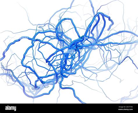 Veins, illustration. Veins are blood vessels that carry deoxygenated ...