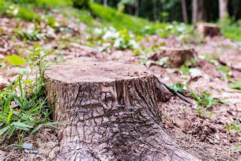 4 Easy And Cost Effective Ways To Remove A Tree Stump Without A Grinder