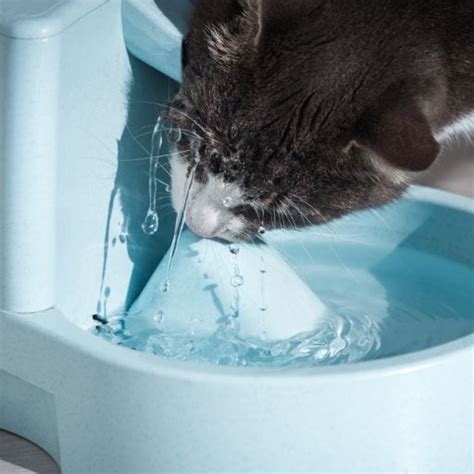 Help! My Cat Keeps Knocking Over Water Bowl | What to Do