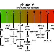 pH Scale and Indicators Tutorial | Sophia Learning