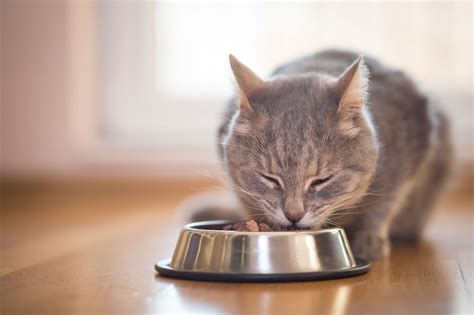 Best Wet Cat Food for a Healthy Cat - Hunter Games Magazine