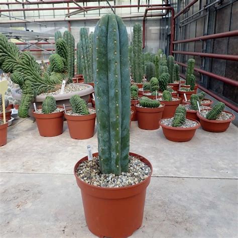 Trichocereus Pachanoi Xl Uhlig Kakteen Über 5000 Verschiedene Arten