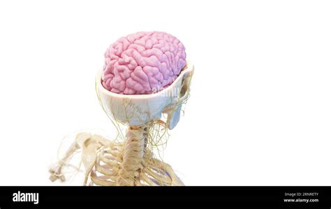 Skull and brain, illustration Stock Photo - Alamy