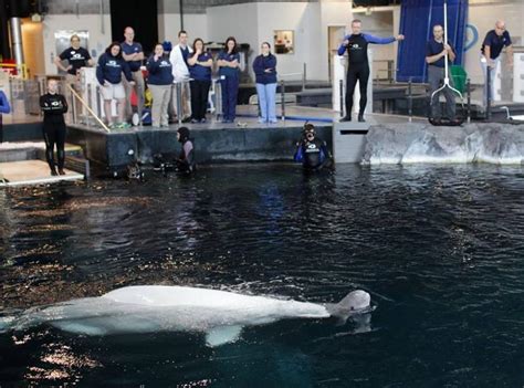 Georgia Aquarium Beluga Whale