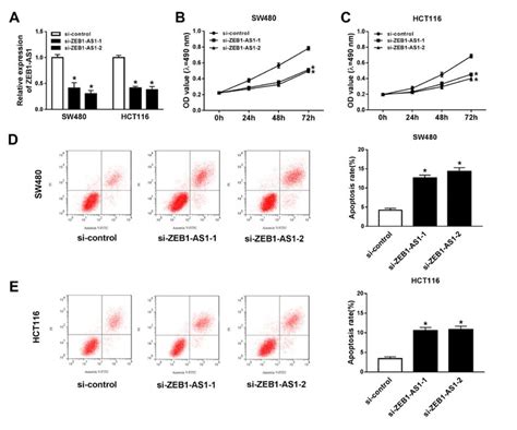 Knockdown Of Zeb1 As1 Inhibits Proliferation And Apoptosis Of Crc Cells