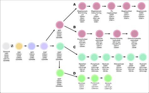 Overview Of The Different Stem Cell Compartments And Progenitors In The