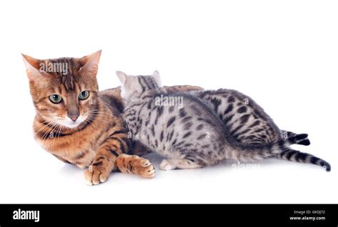 Three Cats Hi Res Stock Photography And Images Alamy