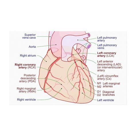 Coronary Arteries Circulation Diagram Human Heart Canvas Print | Zazzle ...