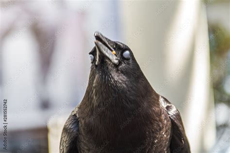 crow feeding Stock Photo | Adobe Stock