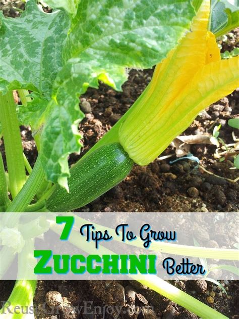 7 Tips To Grow Zucchini Better Reuse Grow Enjoy