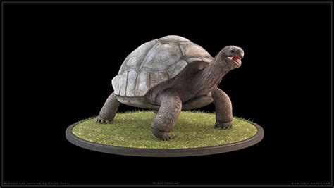 Giant Tortoise - 3D model | Behance