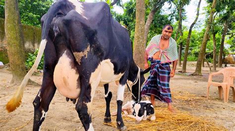 ৩০ লিটার দুধের মুন্ডি গাভীর বকনা মুন্ডি বাচ্চা হলো জানতে ফুল ভিডিওটা