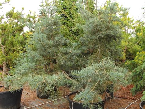 Abies Concolor Kinky Specimen Conifer Kingdom