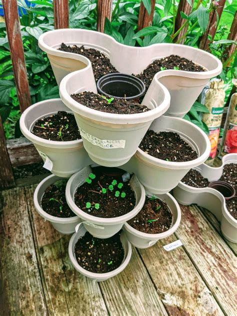 Dollar Tree Stackable Planters Review And Tips Bunny S Garden