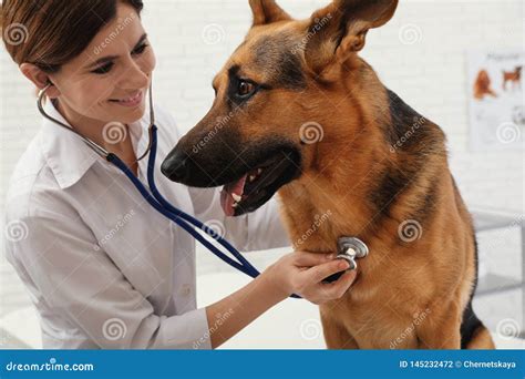 V T Rinaire Professionnel Examinant Le Chien De Berger Allemand Photo