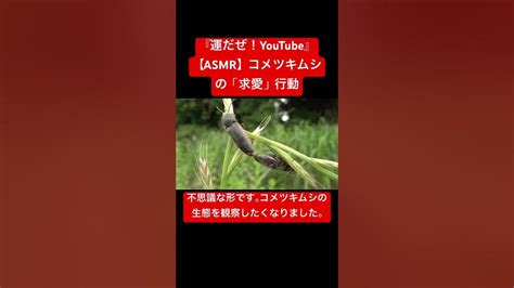 【asmr】コメツキムシの「求愛」行動 Sound 虫の音 虫の声 Asmr Sdgs Yt Insects 昆虫