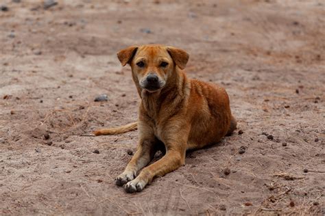 Rabies Threat To Travellers Prevention And Cure Risk Of Rabies