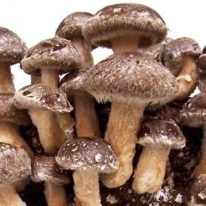 50 Organic Shiitake Mushroom Plugsgrow Mushrooms On Logs Etsy