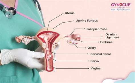 Female Reproductive System Complete Information Functions Organs Gynocup