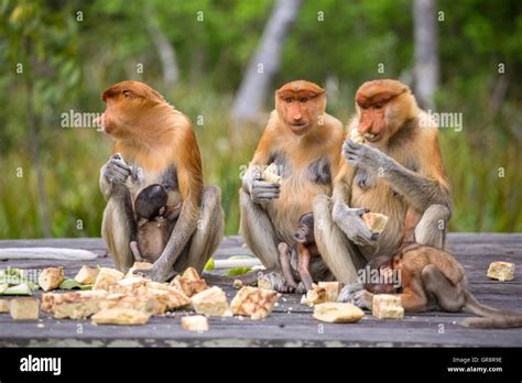 Group Of Female Proboscis Monkeys Nasalis Larvatus Endemic Of Borneo