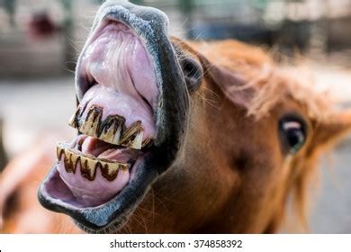 Horse Teeth Images, Stock Photos & Vectors | Shutterstock