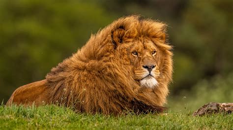 Lion Animal Details at Marvin Santos blog