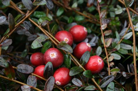 Early Black Cranberry Plants Chris Bowers Sons