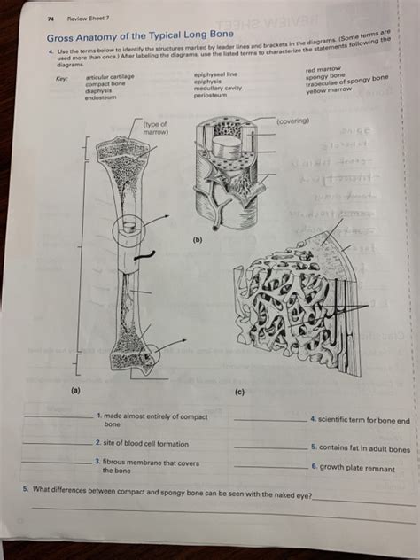 Gross Anatomy Of The Typical Long Bone Review Sheet Anatomy Worksheets