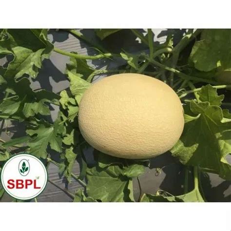 KASTURI F1 HYBRID MUSKMELON For Agriculture Packaging Size 25 Gm At