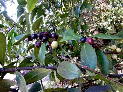 Acokanthera Oppositifolia Lam Codd Bushman S Poison Useful Plants