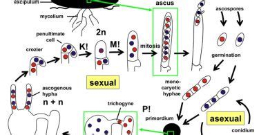 Basidiomycota Reproduction Archives - Pediaa.Com