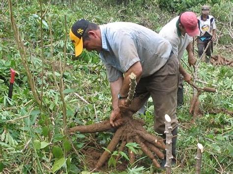 Tv Agro Te Acerca Al Campo Cultivo Tradicional De Yuca Y Ma Z