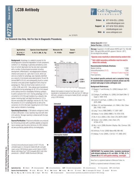 LC3B Antibody - Cell Signaling Technology, Inc.