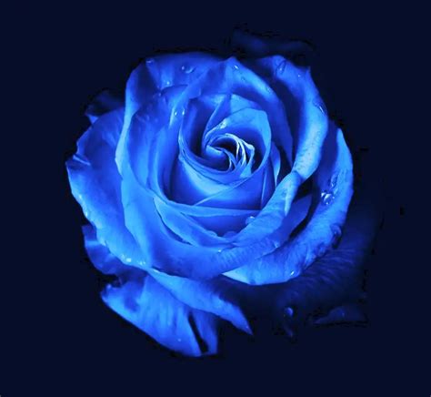 What Do Blue Roses Symbolize