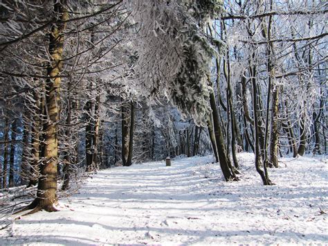 Free Images Landscape Tree Nature Forest Branch Snow Trail White View Frost Dark