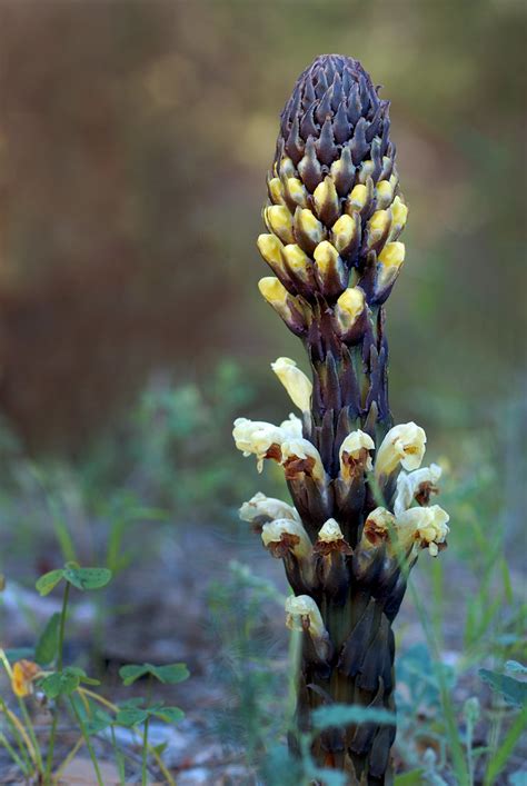 Cistanche Phelypaea Jopo Dsc Lucas Guti Rrez Jim Nez Flickr