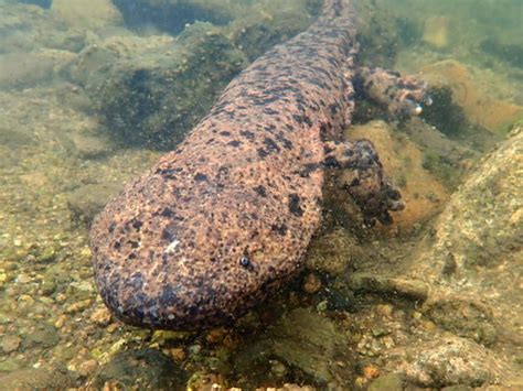 Japanese Giant Salamander Andrias Japonicus · Inaturalist