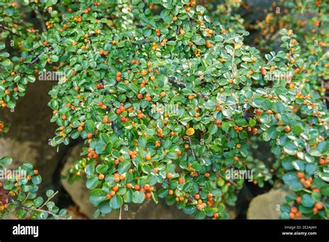 Autumn Red Berries And Green Leaves Of The Dwarf Cotoneaster