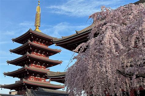 Should you visit Japan during cherry blossom season?