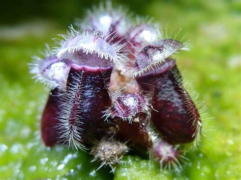 baby-black-cephalotus - Carnivorous Plant Resource