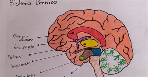 Neuropsicolog A El Sistema L Mbico Su Funcionalidad Y Elabore Un