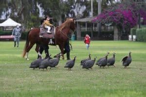 Clubes Campestres En Cieneguilla Los Mejores Con Piscina