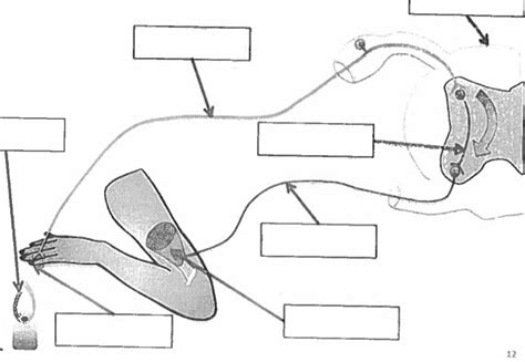 Biology Reflex Arc Diagram Diagram | Quizlet