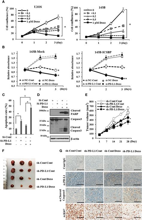 Frontiers Icsbp Induced Pd L1 Enhances Osteosarcoma Cell Growth