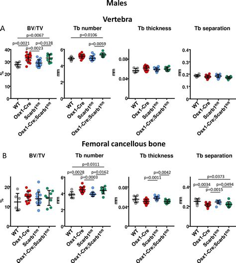 Deletion Of Scarb1 In Osx1 Cre Expressing Cells Does Not Affect Download Scientific Diagram